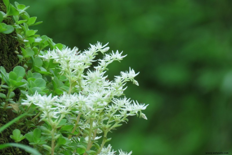 Las 6 plantas perennes más hermosas que florecen en otoño