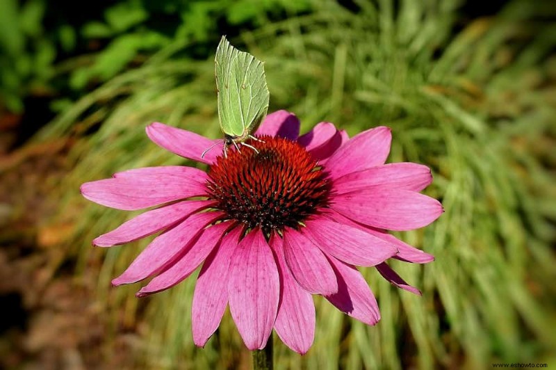 Las 6 plantas perennes más hermosas que florecen en otoño