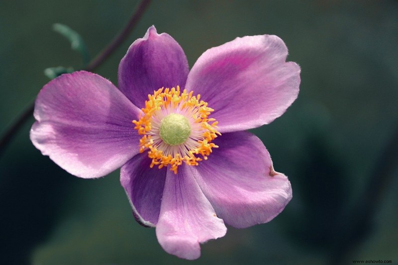 Las 6 plantas perennes más hermosas que florecen en otoño