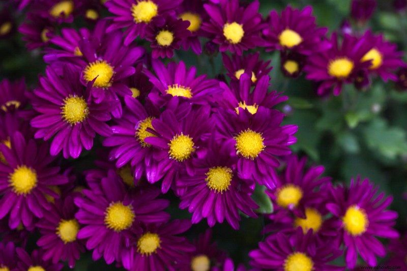 Las 6 plantas perennes más hermosas que florecen en otoño