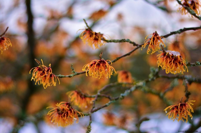 Las 6 plantas perennes más hermosas que florecen en otoño