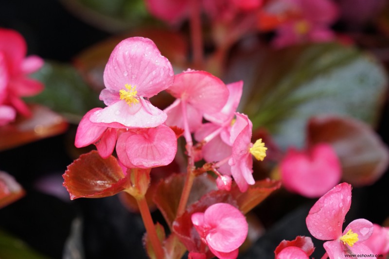 Las 6 plantas perennes más hermosas que florecen en otoño