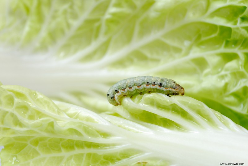 Cómo deshacerse de los 5 peores insectos del jardín