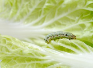 Cómo eliminar los 5 insectos más dañinos del jardín: Guía experta con métodos efectivos