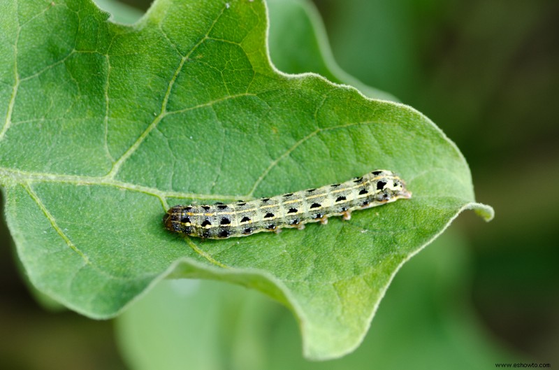 Cómo deshacerse de los 5 peores insectos del jardín