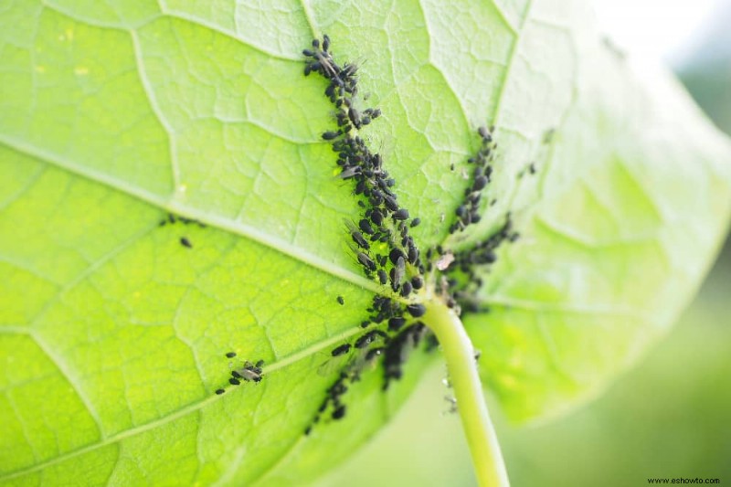 Cómo deshacerse de los 5 peores insectos del jardín