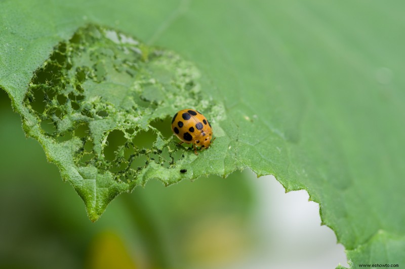 Cómo deshacerse de los 5 peores insectos del jardín