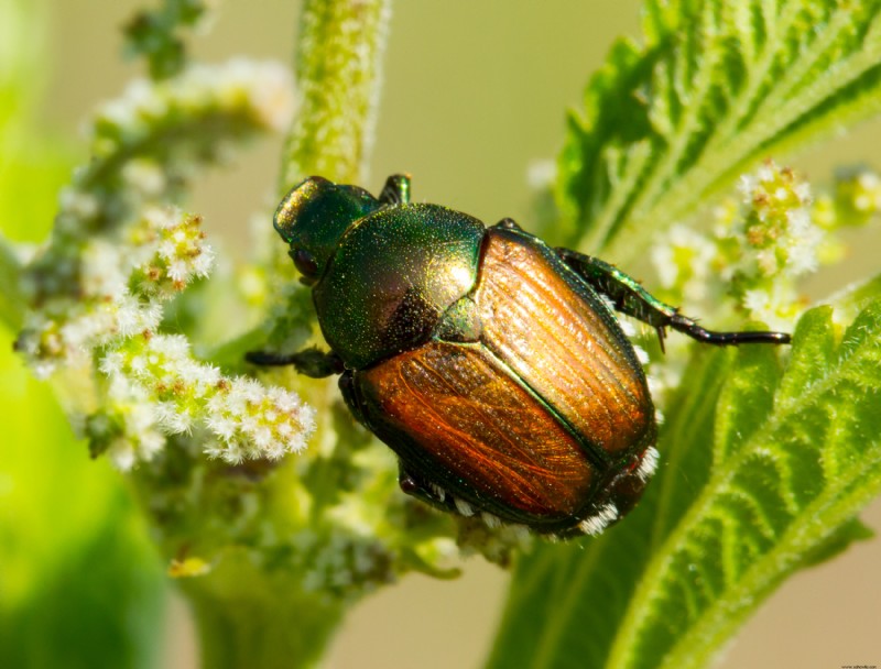 Cómo deshacerse de los 5 peores insectos del jardín