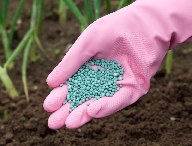 ¿Se puede agregar fertilizante a la hierba mojada?