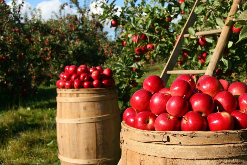 Cuándo y cómo cosechar manzanas