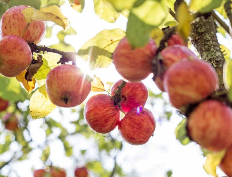 Cuándo y cómo cosechar manzanas