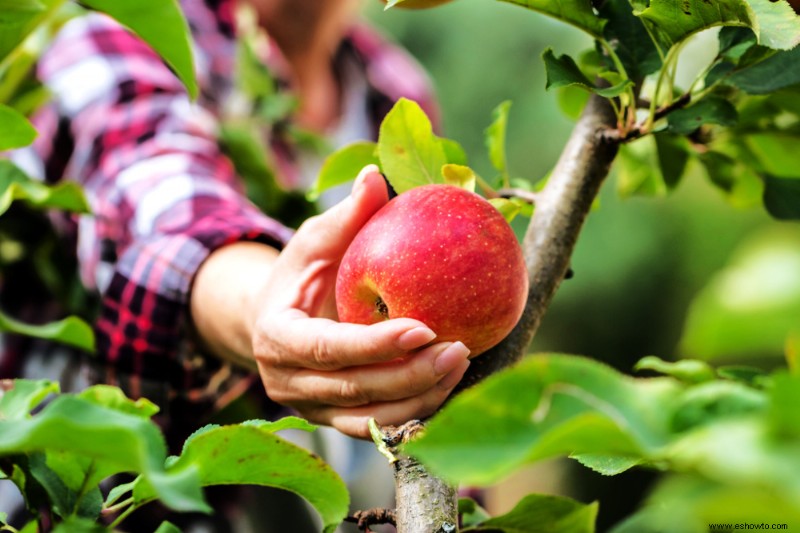 Cuándo y cómo cosechar manzanas