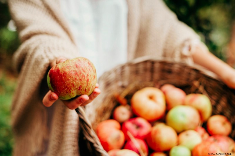 Cuándo y cómo cosechar manzanas