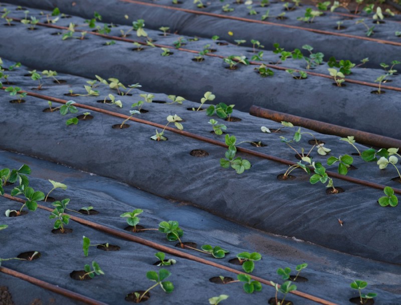 La mejor forma de utilizar tela para jardines en su jardín