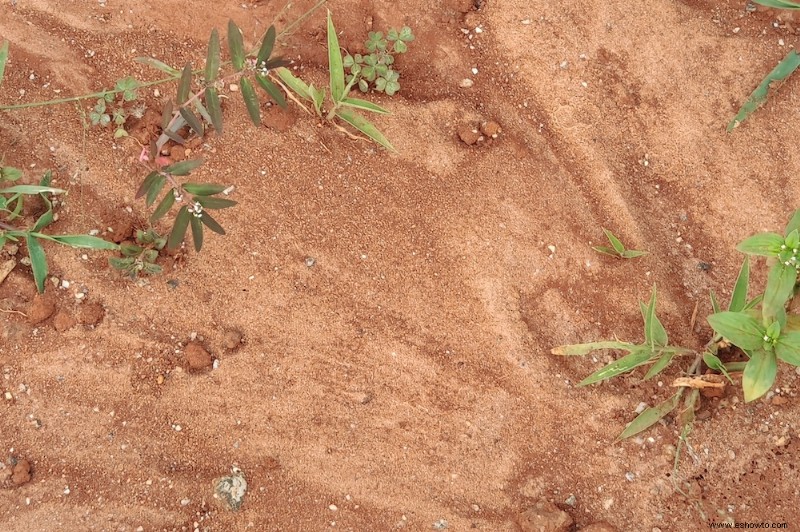 Cómo usar perlita versus vermiculita en el suelo