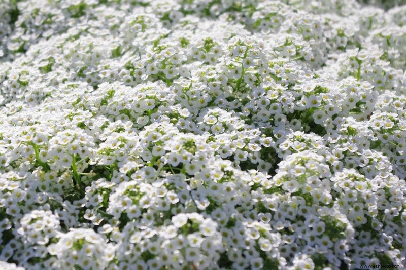 10 plantas que sobrevivirán a las heladas