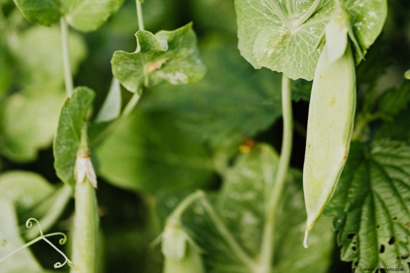 10 plantas que sobrevivirán a las heladas