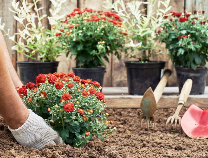 El mejor momento para comenzar su jardín perenne