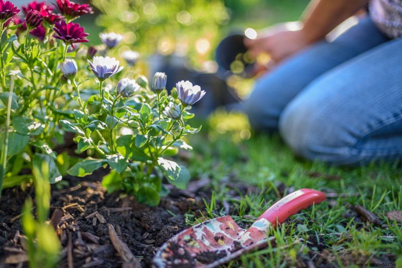 El mejor momento para comenzar su jardín perenne