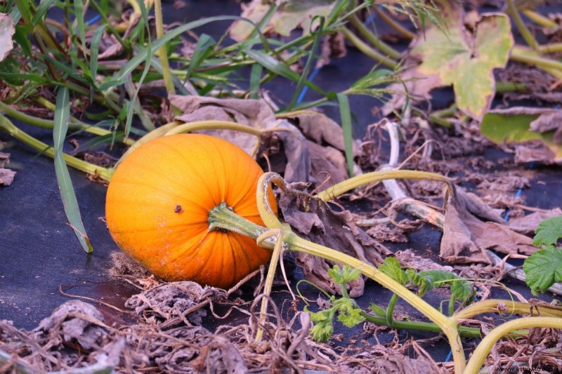 ¿Cuántas calabazas por planta?