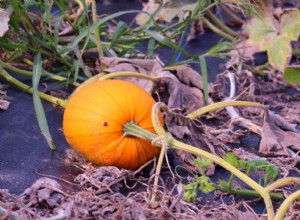 ¿Cuántas calabazas produce una planta? Rendimientos por variedad y guía de cultivo