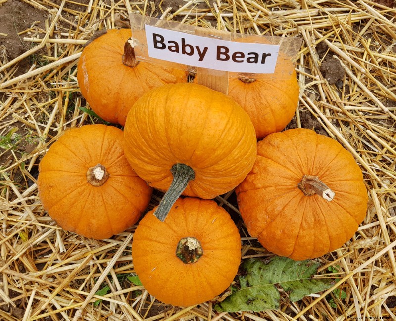 ¿Cuántas calabazas por planta?