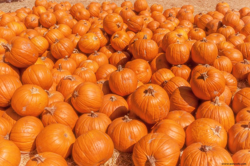 ¿Cuántas calabazas por planta?