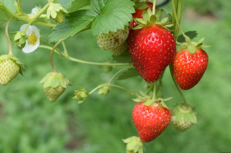 6 mejores plantas para un jardín hidropónico