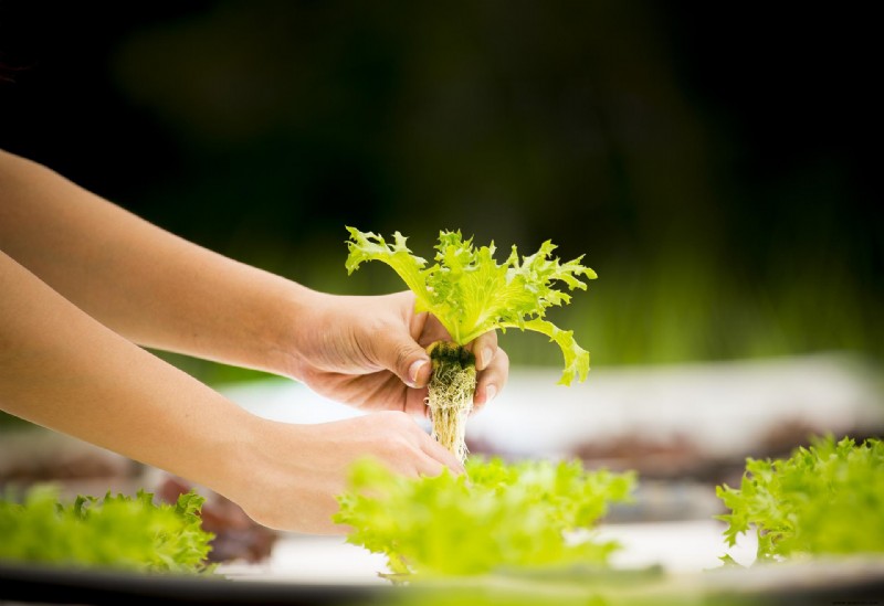 6 mejores plantas para un jardín hidropónico