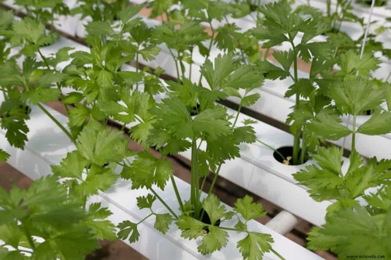 6 mejores plantas para un jardín hidropónico