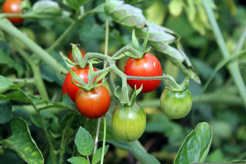 6 mejores plantas para un jardín hidropónico