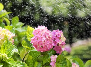 Cómo propagar hortensias fácilmente: Guía paso a paso probada