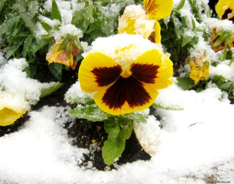 6 mejores plantas de invierno para macetas