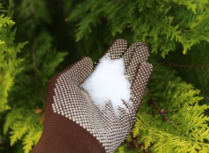 Beneficios de la sal de Epsom para el césped: guía experta para un jardín verde y saludable