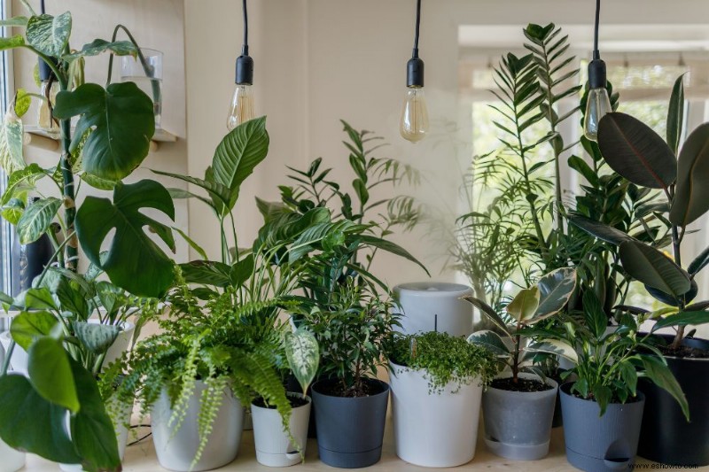 Cómo traer las plantas de interior de vuelta al interior 