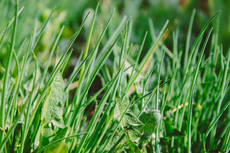 ¿El agua azucarada es buena para las plantas? 