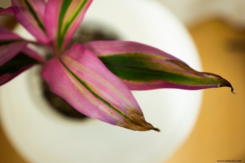 Plantas de interior que nunca debes regar con agua del grifo 