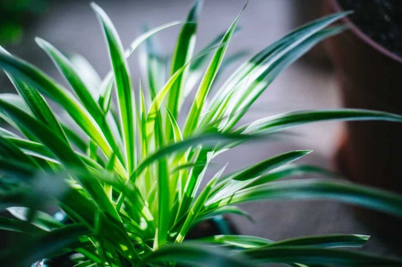 Plantas de interior que nunca debes regar con agua del grifo 