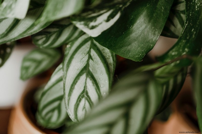 Plantas de interior que nunca debes regar con agua del grifo 