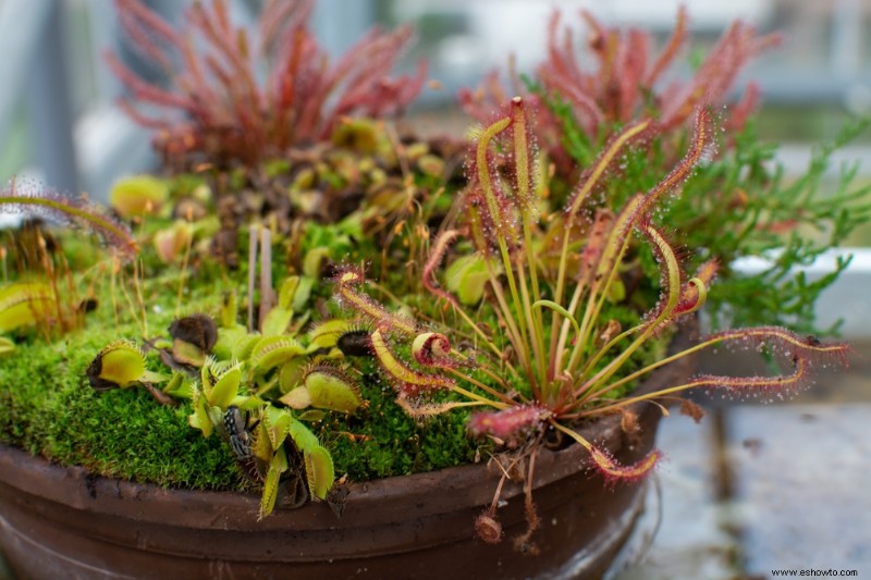 Plantas de interior que nunca debes regar con agua del grifo 