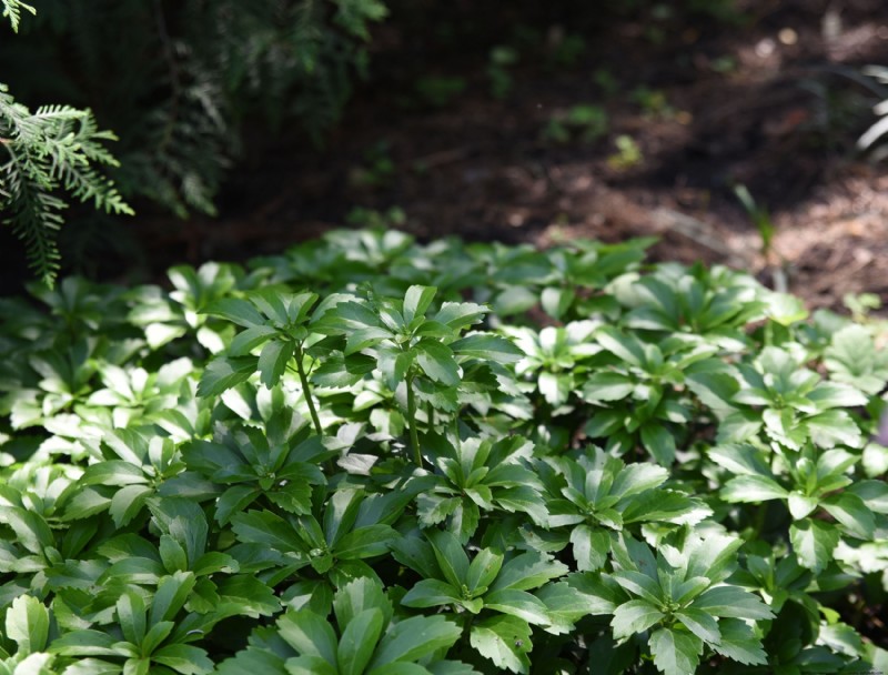 6 plantas de hoja perenne que cubren el suelo para todo el año 