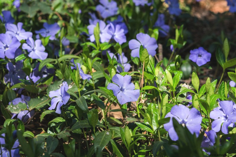 6 plantas de hoja perenne que cubren el suelo para todo el año 