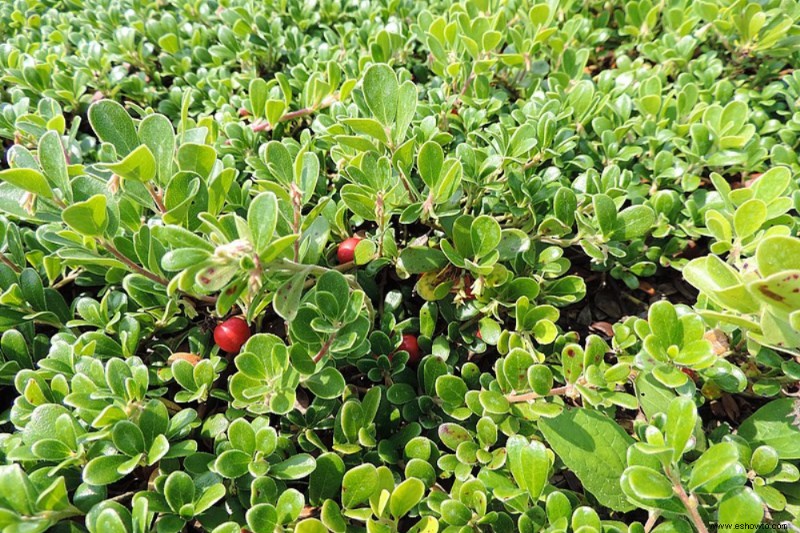 6 plantas de hoja perenne que cubren el suelo para todo el año 