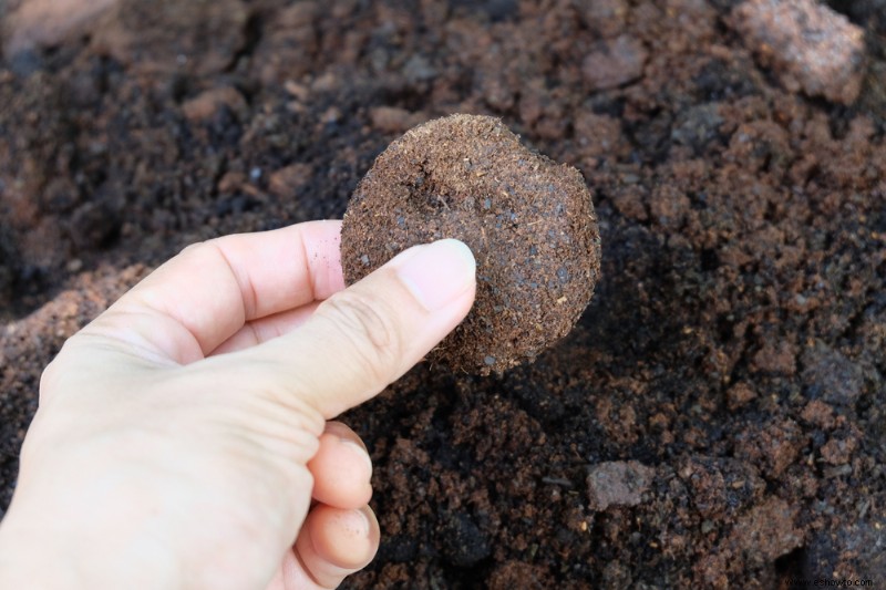 ¿Debería agregar café molido a sus plantas de interior? 