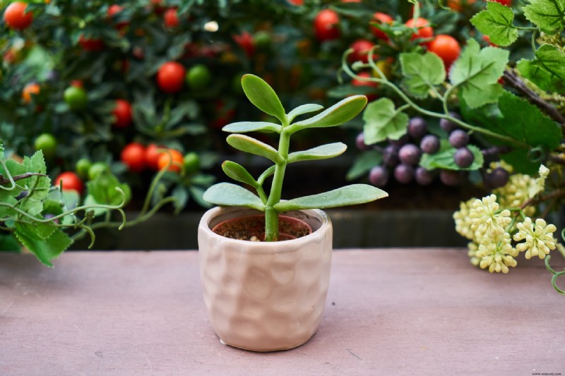 ¿Debería agregar café molido a sus plantas de interior? 