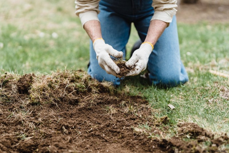 Cuándo fertilizar los árboles de hoja perenne 