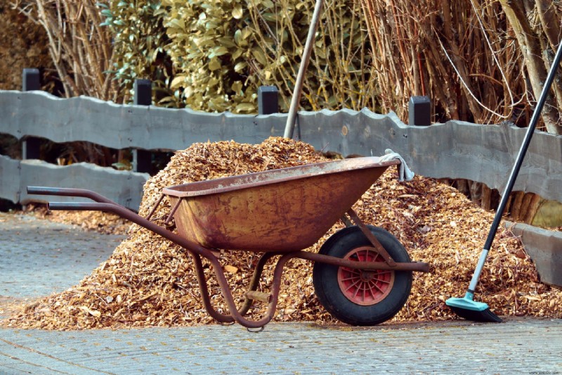 Cuándo fertilizar los árboles de hoja perenne 