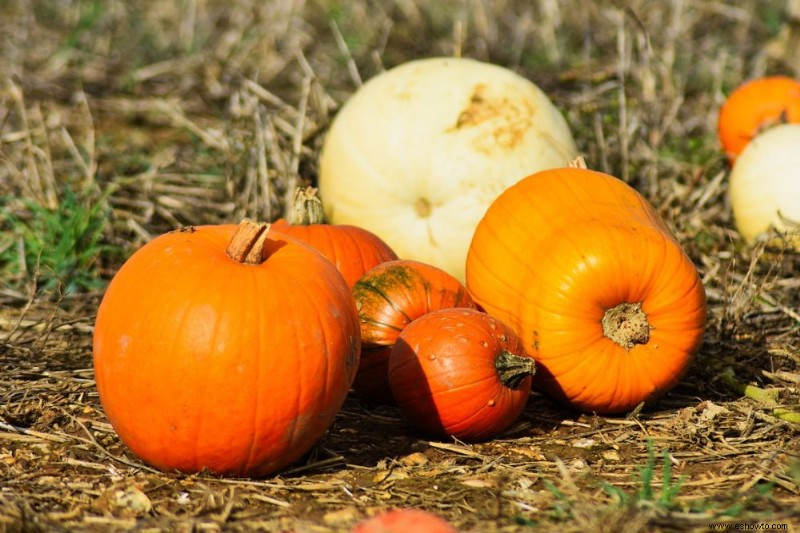 Cuándo y cómo cosechar calabazas 