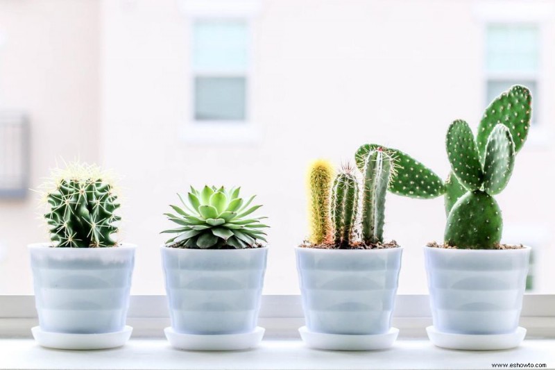 5 plantas de interior que puedes descuidar en el invierno 