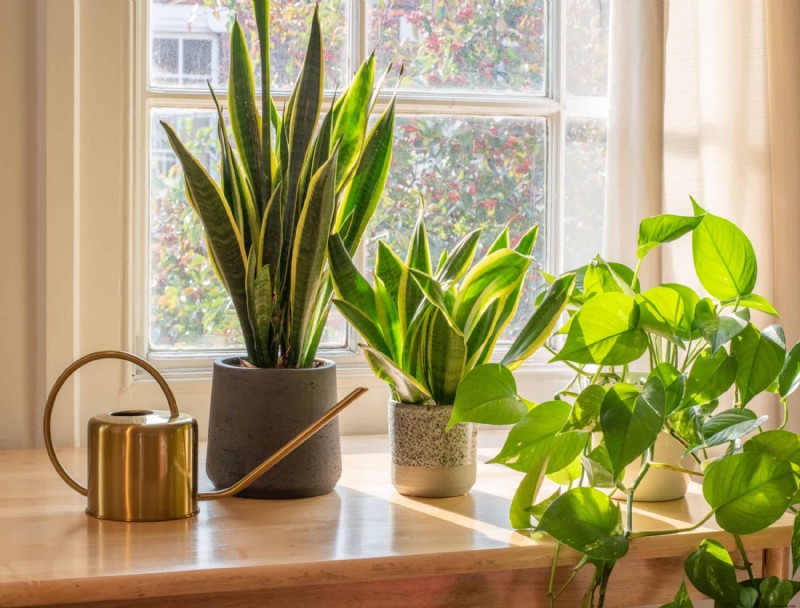 5 plantas de interior que puedes descuidar en el invierno 